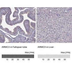 ARMC3 Antibody, Novus Biologicals:Antibodies:Primary Antibodies